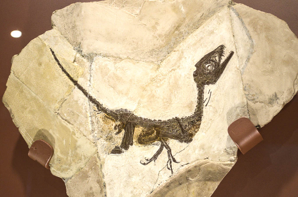 Pietraroja-Campania-fossili-piccolo-ciro