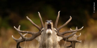 Wildlife Photographer of the Year, fotografia naturalistica d’eccellenza Wildlife-Photographer-of -the-Year