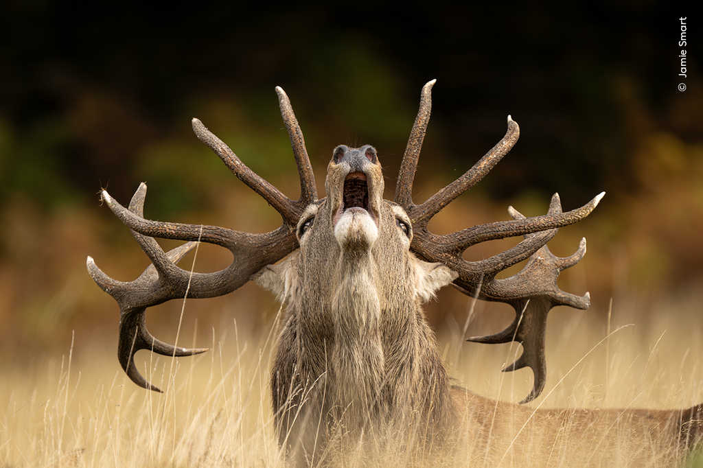 Wildlife-Photographer-of -the-Year