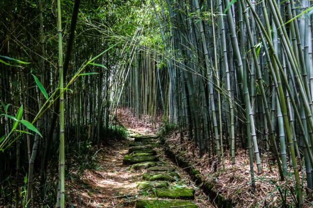 giappone-kyoto-Rakusai-Chikurin-Park
