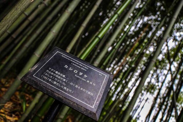 giappone-kyoto-Rakusai-Chikurin-Park