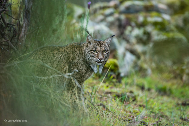 Glimpse-of-a-lynx-©-Laura-Albiac-Vilas-Wildlife-Photographer-of-the-Year