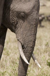 Elefante Africano (Loxodonta africana), Masai Mara, Kenya.