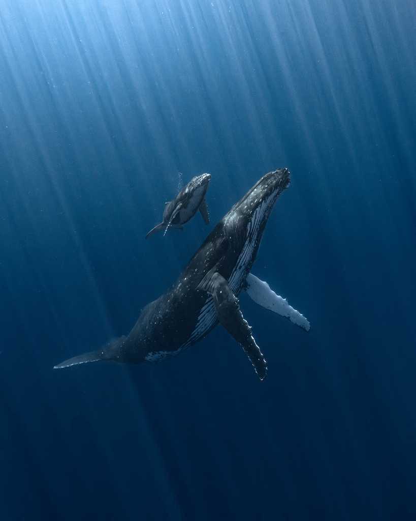 Underwater 2025