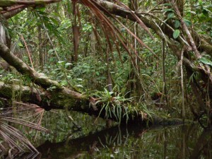 amazzonia2
