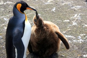 falkland island (47)