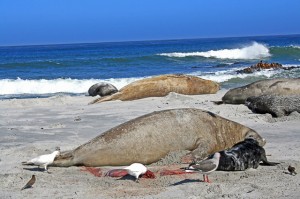 falkland island (49)