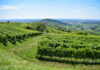 Opera prima per l’Amarone