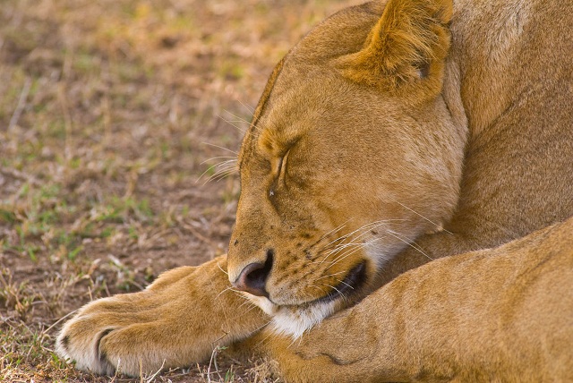 Tanzania parchi del nord: per uno scatto…felino