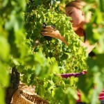 Bandol vendemmia