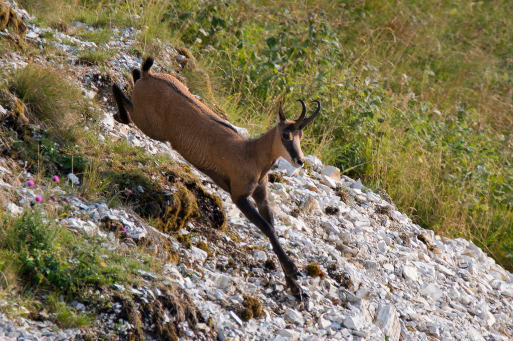 monte-grappa-veneto-camoscio