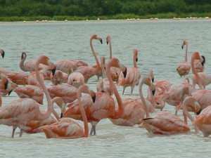 fenicotteri_messico