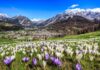 Bormio, si celebra la Pasqua secondo tradizione Valtellina_Bormio_Crocus_Fioritura