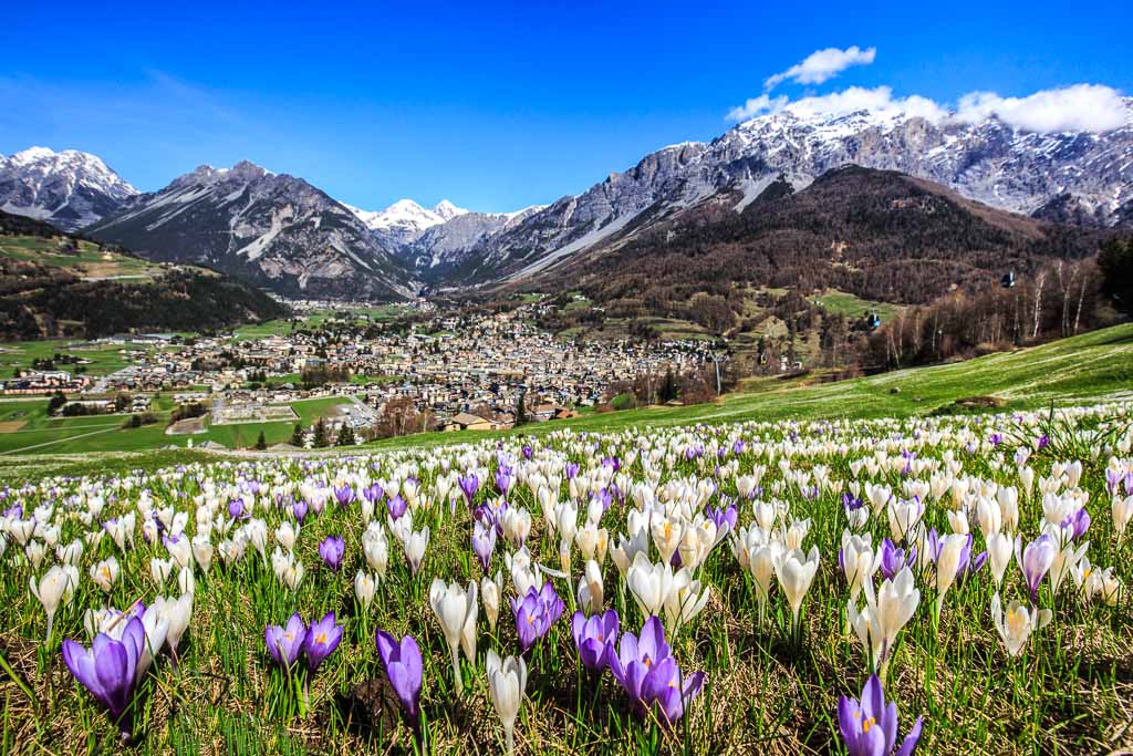 Valtellina_Bormio_Crocus_Fioritura
