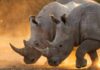 Le regole della fotografia naturalistica rinoceronte-bianco-kalahari-botswana