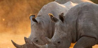 Le regole della fotografia naturalistica rinoceronte-bianco-kalahari-botswana