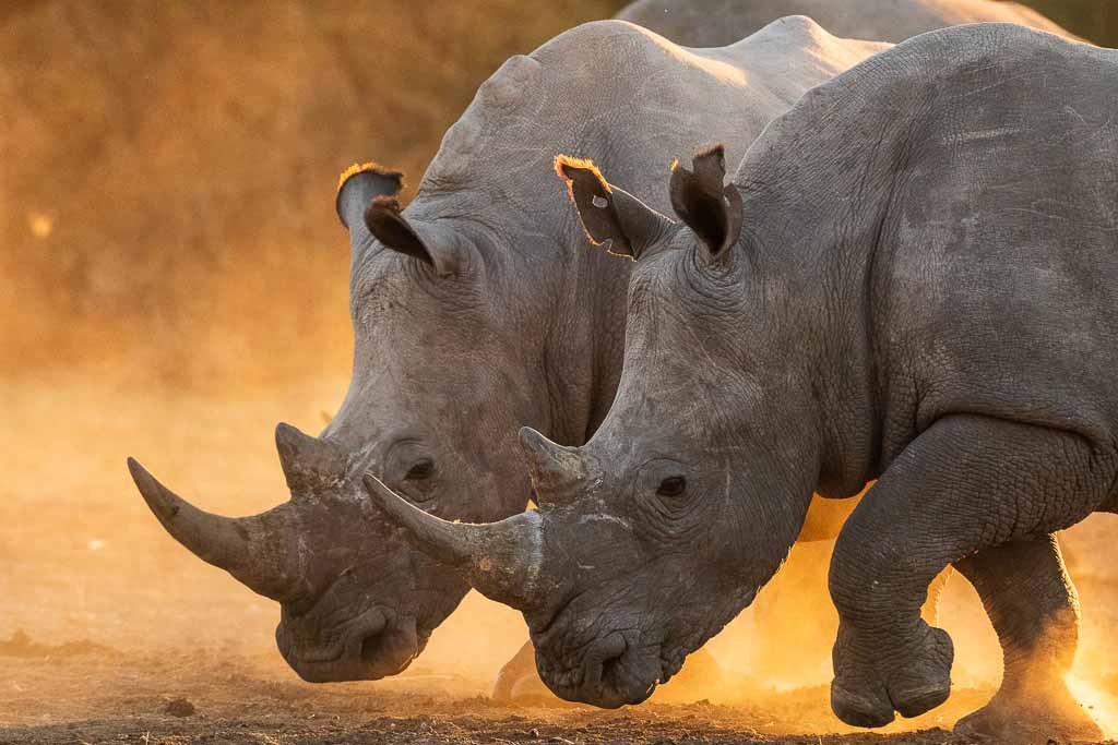 rinoceronte-bianco-kalahari-botswana