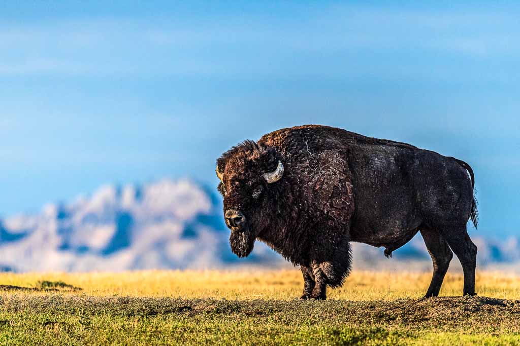 south-dakota-badlands-bisonte
