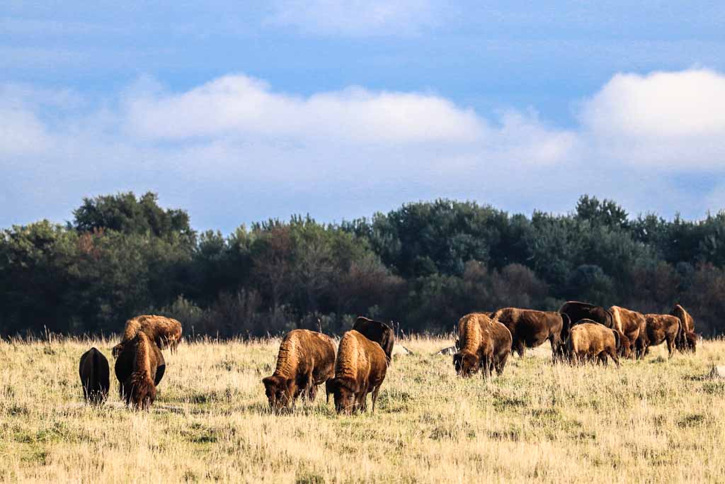 minnesota-bisonti