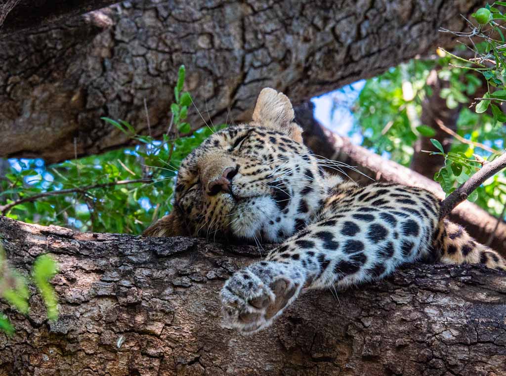 botswana-Tuli-Block-leopardo