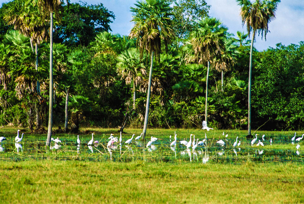 Brasile-verso-Manaus