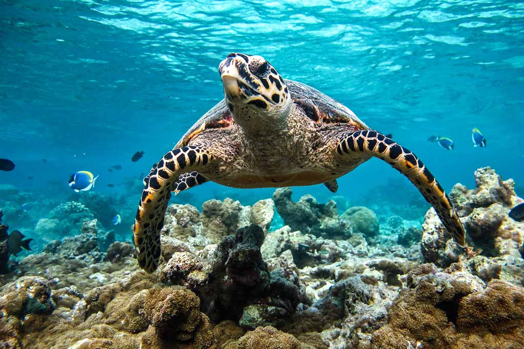 maldive-coco-dhuni-kolhu-tartaruga-verde