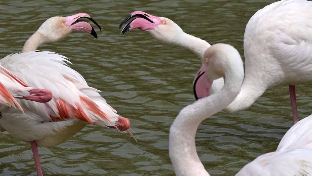 francia-camargue-fenicotteri