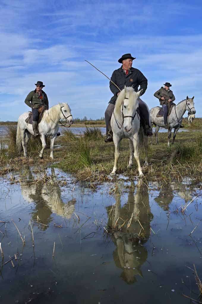 francia-camargue-cavalli-mandriani