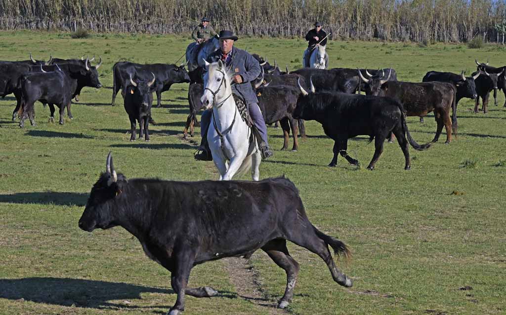 francia-camargue-tori-