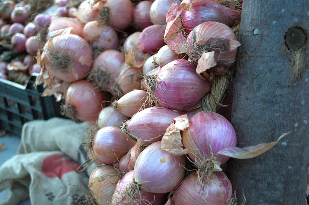 treccia-cipolle-alife-campania-prodotto-tradizionale