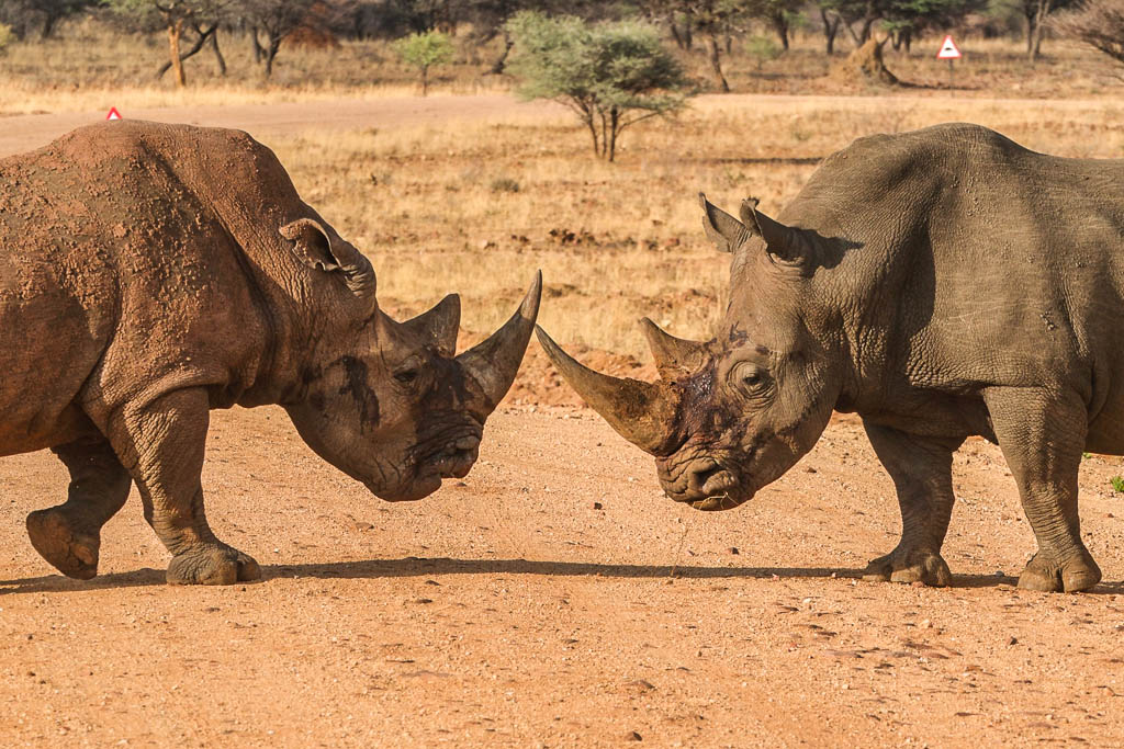 namibia-rinoceronte-bianco
