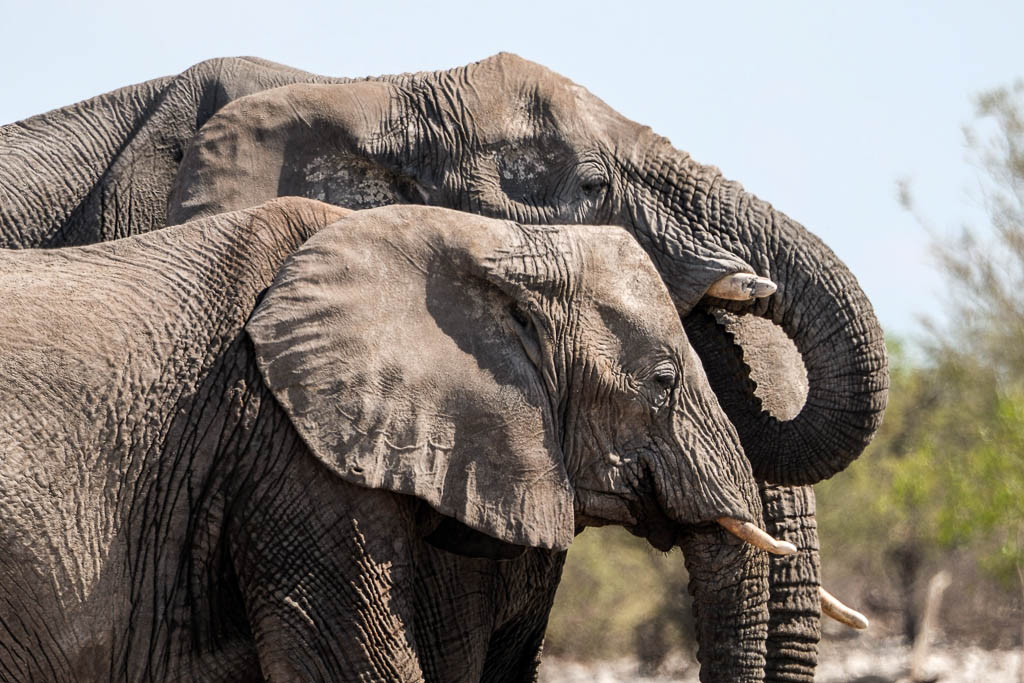 namibia-elefante-deserto