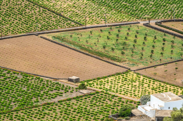 pantelleria-verde-campagna-agricoltura