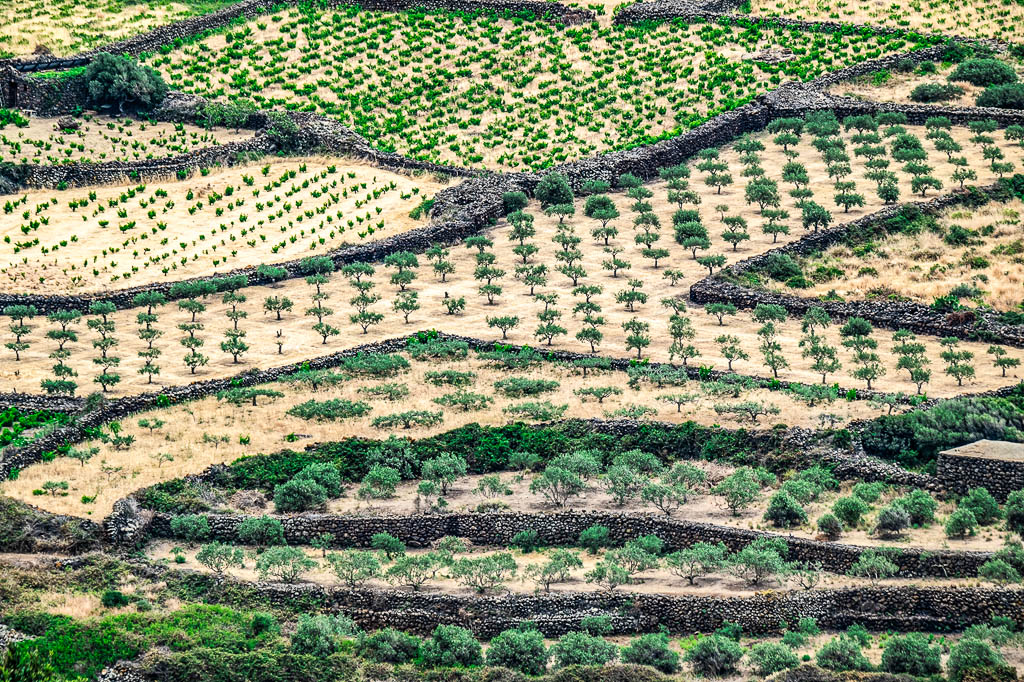 pantelleria-verde-campagna-agricoltura