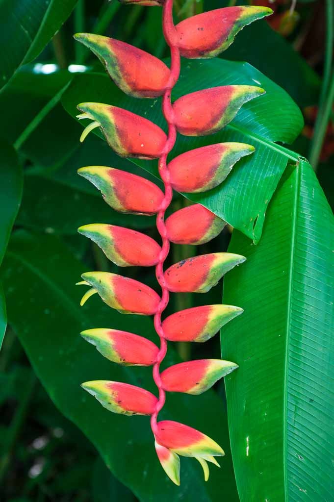 seychelles-giardino-botanico-fiore-eliconia