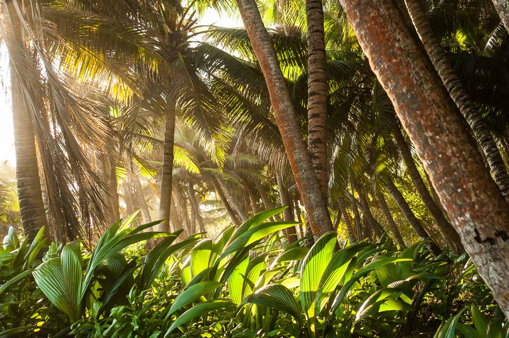 Seychelles-fregate-island-palme-da-cocco