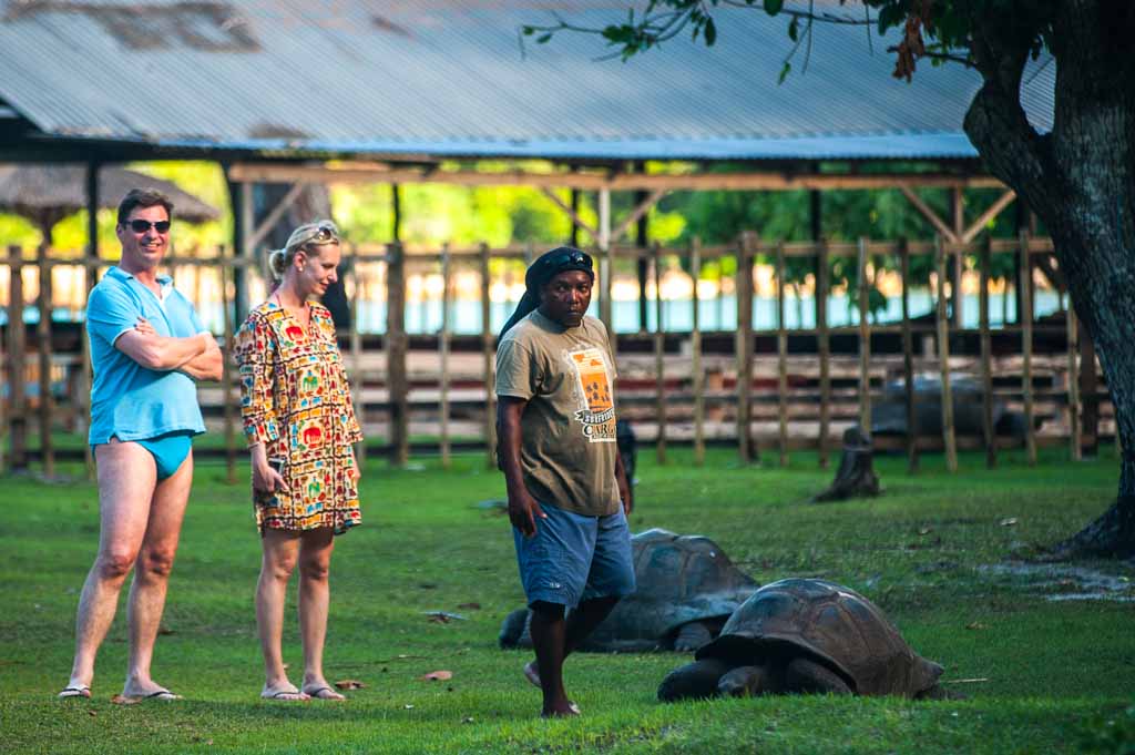 Seychelles-Curieuse-tartarughe-aldabra-giganti