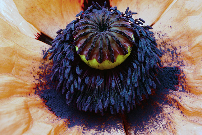 Macro fotografia dei pistilli di un fiore di papavero
