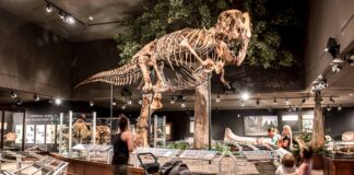 Jurassic World nel Great American West museo-delle-rockies-montana-dinosauri