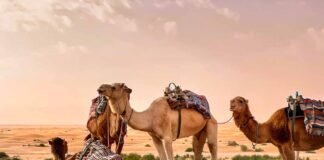 Tunisia, a tu per tu col deserto Tunisia-dromedari-Ksar-Ghilane