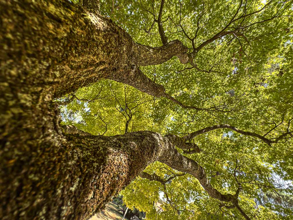 roma-orto-botanico.alberi-monumentali