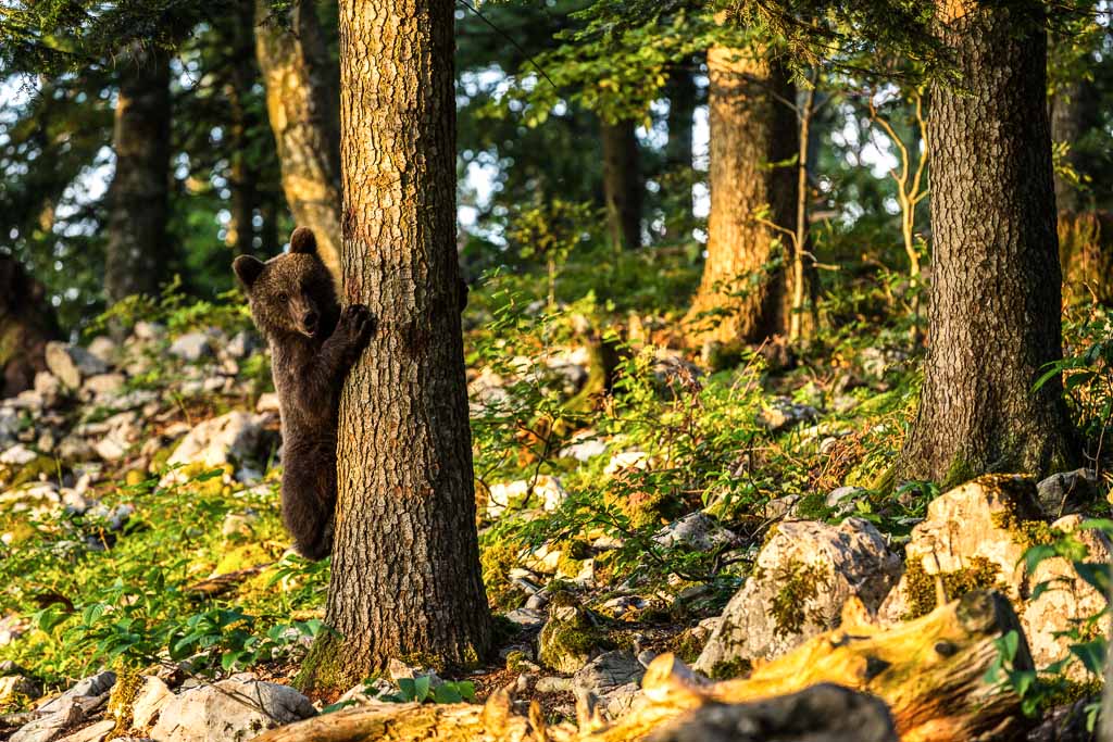 slovenia-foresta-orso