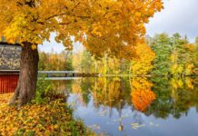 Foliage in Finlandia, emozioni d’autunno Autunno a Strömfors Bruk, Finlandia.