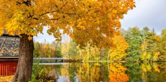 Foliage in Finlandia, emozioni d’autunno Autunno a Strömfors Bruk, Finlandia.