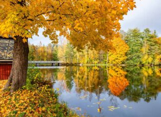 Foliage in Finlandia, emozioni d’autunno Autunno a Strömfors Bruk, Finlandia.