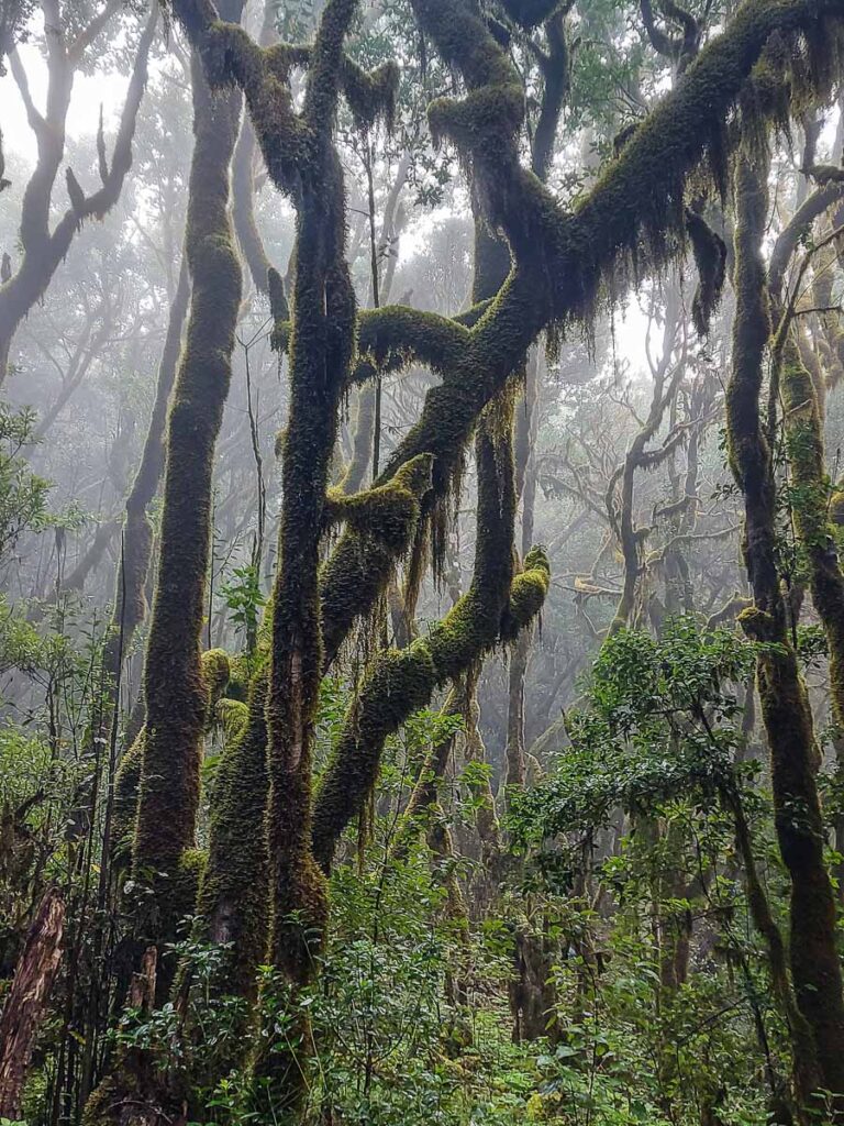 La Gomera, Isole Canarie, la foresta di laurisilva nel Parco Nazionale Garajonay