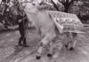 Gambettola, Romagna: le stampe di una volta