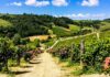 piemonte-alto-monferrato-vigneti