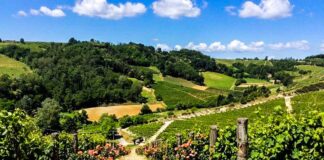 In Piemonte, nella Valle dei Passiti piemonte-alto-monferrato-vigneti