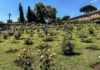 Roma: il roseto comunale, non solo fiori Roma-roseto-comunale